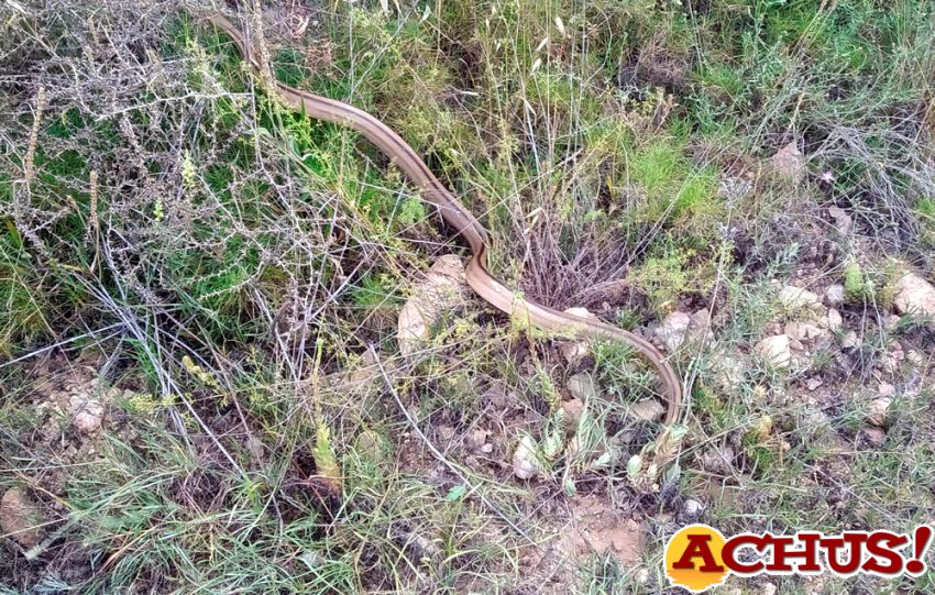 Los expertos de Terra Natura Benidorm recuerdan cómo actuar cuando alguien se encuentra una serpiente autóctona 