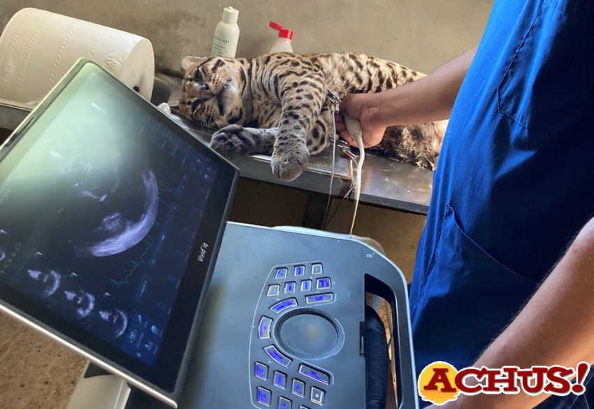 Terra Natura Benidorm aplicará técnicas de cirugía humana para corregir la cojera de un ocelote de 19 años de edad