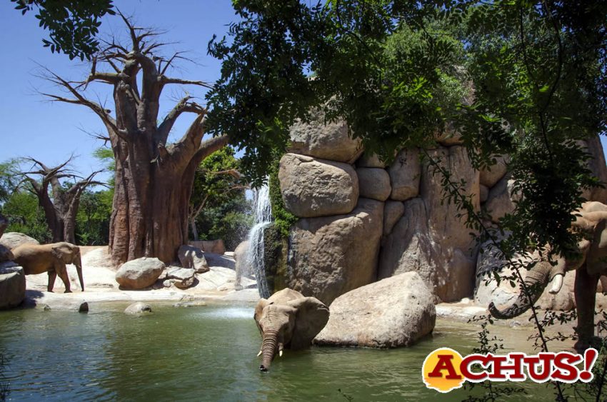 Refrescantes helados para los animales de Bioparc en esta ola de calor