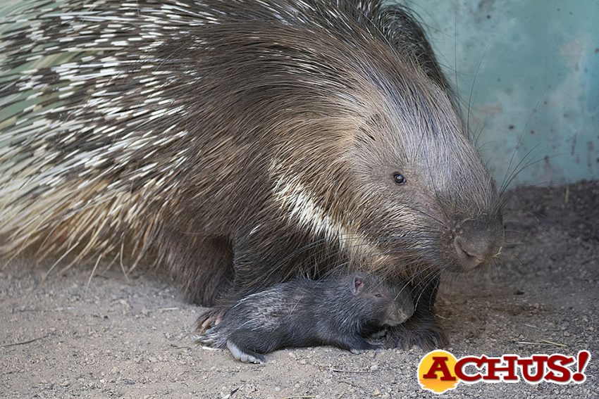 Por primera vez nace un Puercoespín sudafricano en Bioparc Valencia