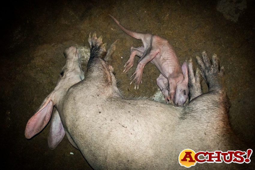 Nuevo nacimiento de uno de los animales más “extraños” de Bioparc, un oricteropo