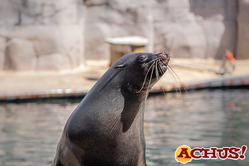 Refrescarse entre pingüinos y osos marinos, un verano diferente para disfrutar de Madrid en Faunia