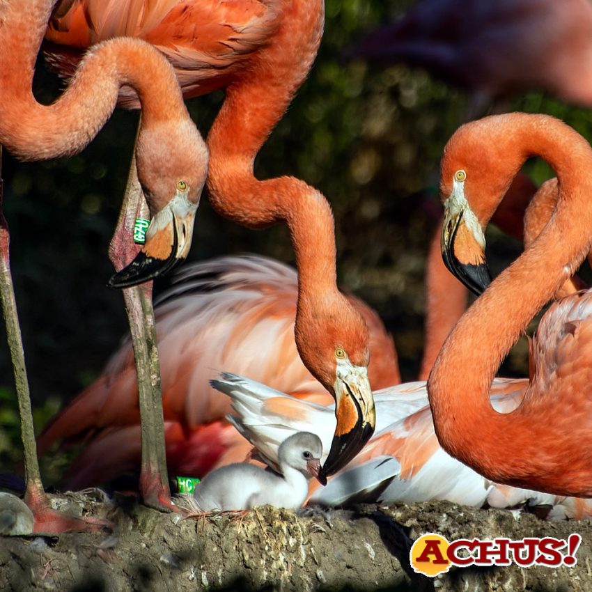 Un verano para aprender de los grandes mamíferos en Zoo Aquarium de Madrid 