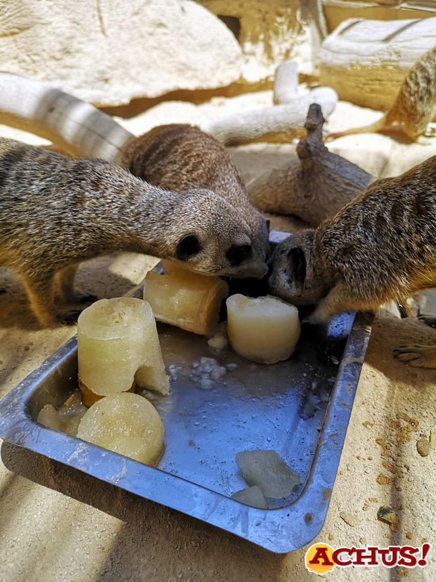 Las especies de Mundomar combaten las altas temperaturas con refrescantes y nutritivos helados