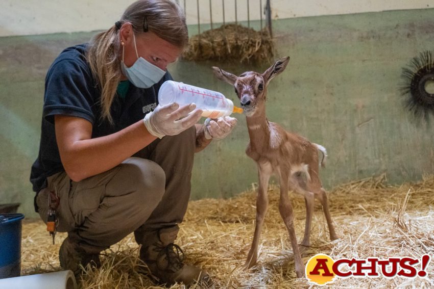 Los cuidadores de Bioparc Valencia salvan a una cría de una especie de gacela en peligro crítico de extinción