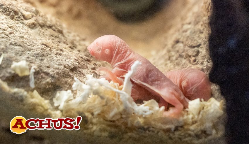 Siguen los nacimientos de especies casi “extraterrestres” en Bioparc Valencia