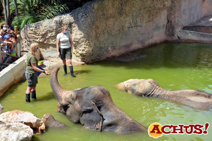 La elefanta Petita de Terra Natura Benidorm celebra su 49º aniversario con un gran postre de fruta
