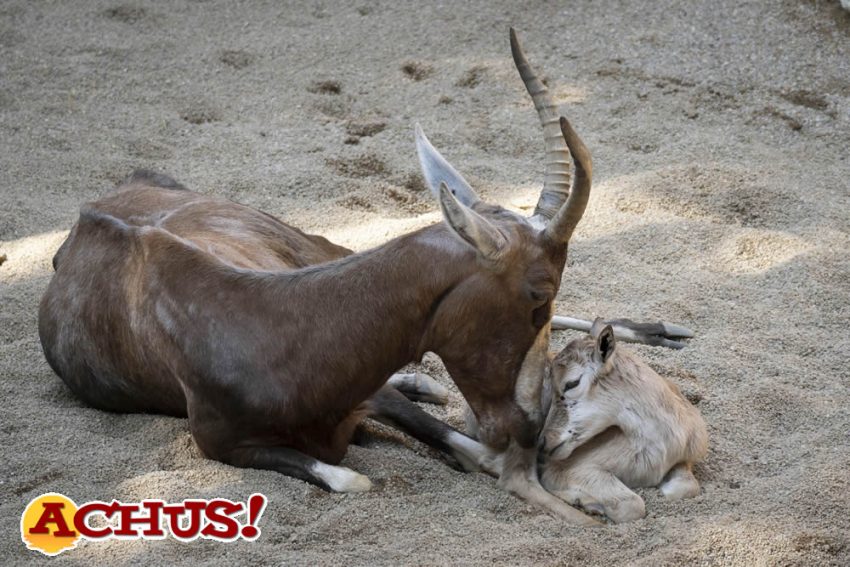 Bioparc Valencia despide el verano con el nacimiento de un blesbok