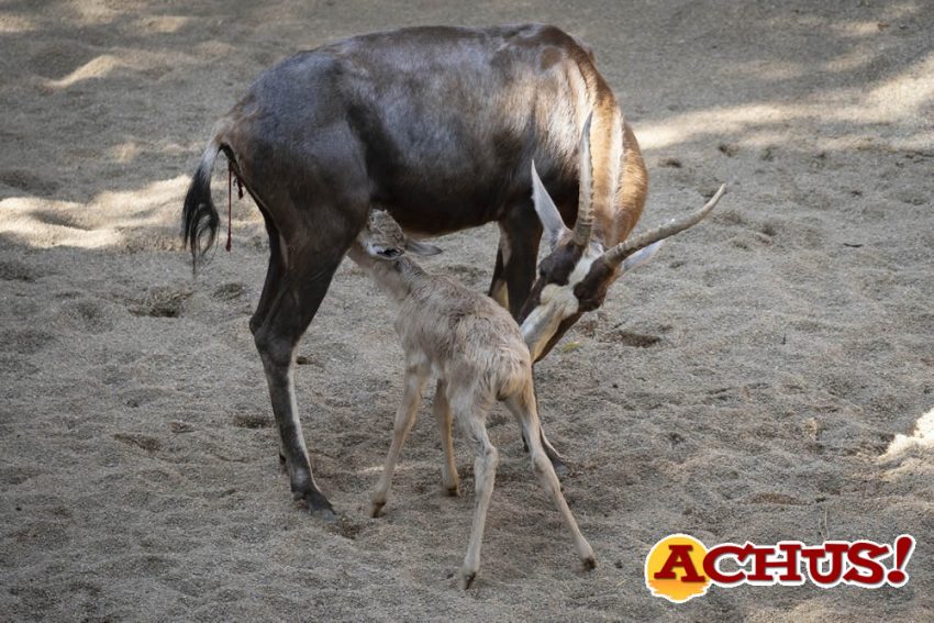 Blesbok recién nacido