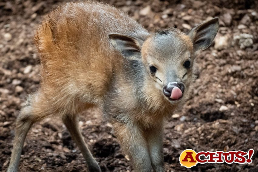 Nacimiento a la vista del público de un antílope que solo puede verse en Bioparc Valencia