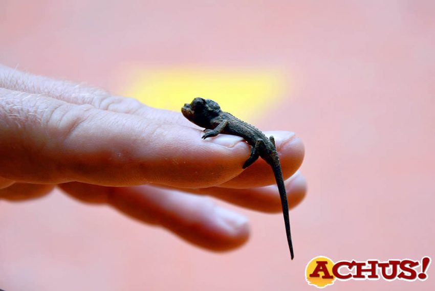 Nacen 10 crías de camaleón de Jackson en Terra Natura Benidorm