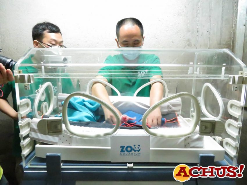 El chequeo neonatal de los gemelos de panda españoles confirma su buen estado de salud.