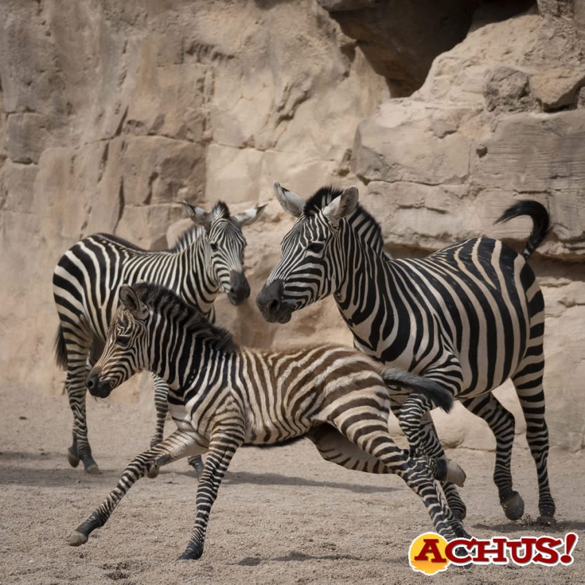 Nace en Bioparc “la esperada” última cebra del año
