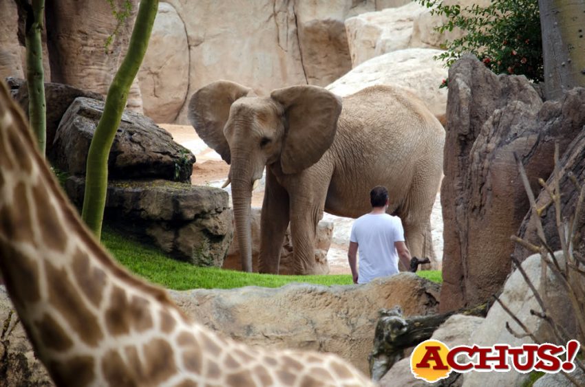 Bioparc Valencia premio “Travellers' Choice 2021” de Tripadvisor