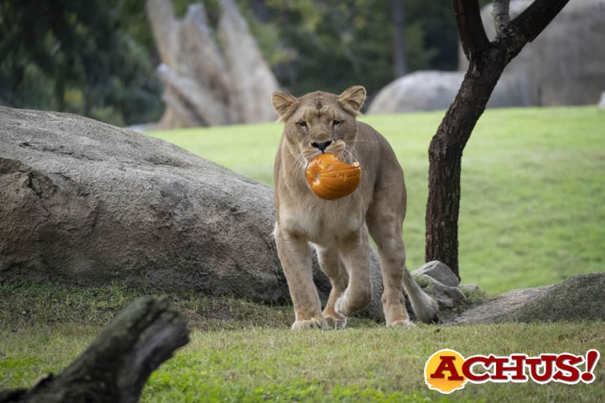 Bioparc Valencia celebra un Halloween muy “animal”