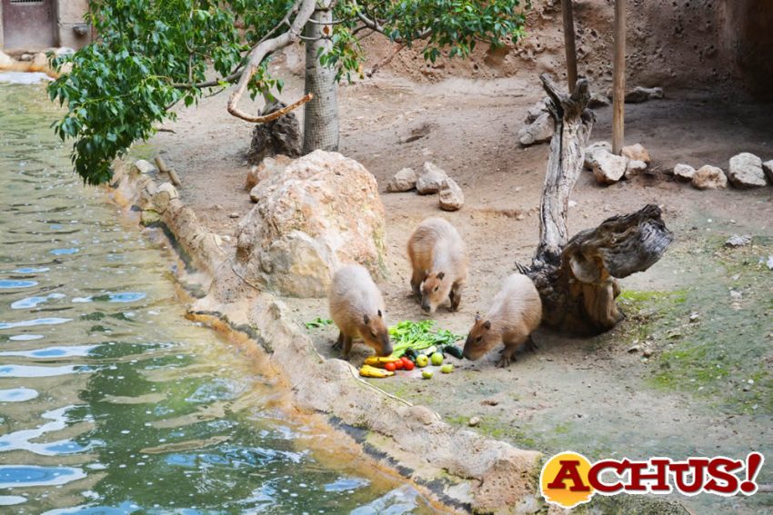 Terra Natura Benidorm recibe a dos hembras de capibara para formar un grupo de esta especie