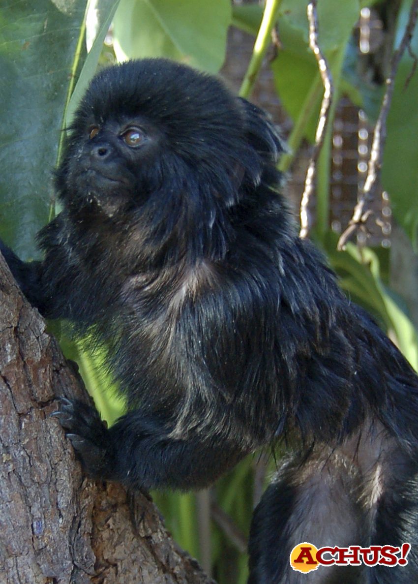 Un nuevo titi de Goeldi llega a Terra Natura Benidorm desde París para formar una pareja reproductora