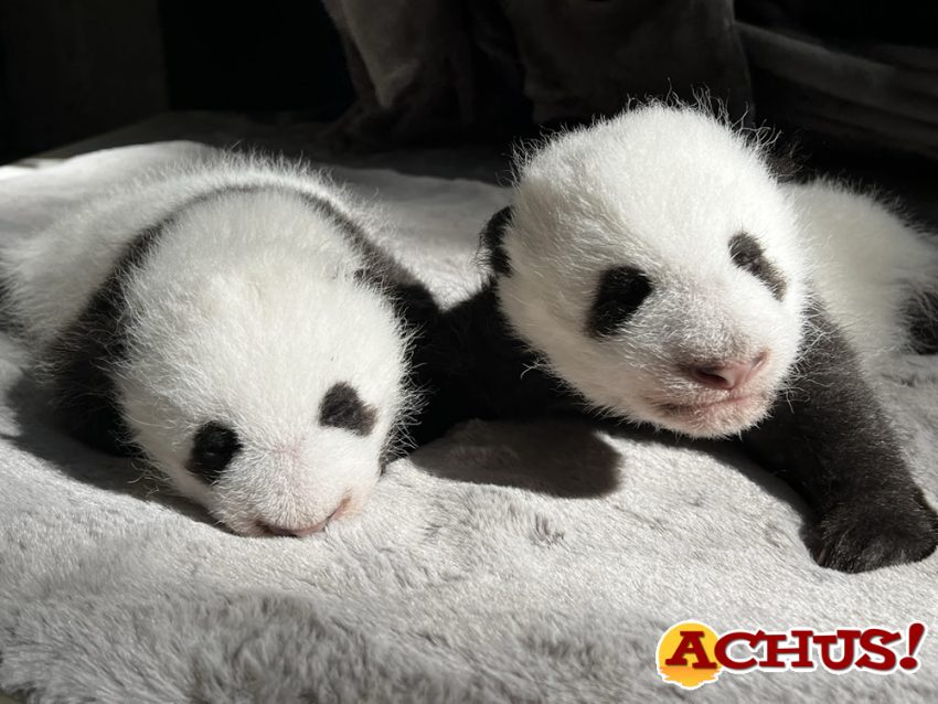 Se abre la votación de nombres para los gemelos panda nacidos en Zoo Aquarium de Madrid