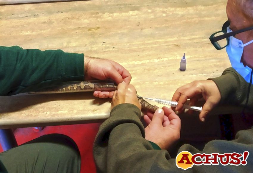 Los veterinarios de Terra Natura identifican con microchips a dos víboras de Gabón