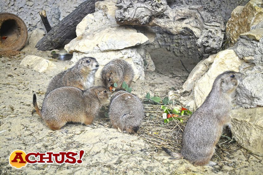 Llega a Terra Natura Benidorm un grupo formado por nueve perritos de la pradera.