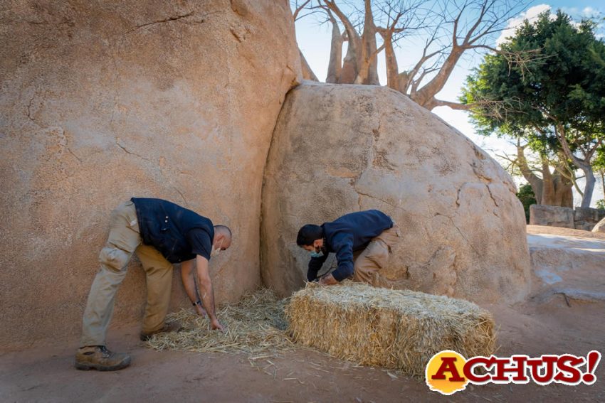 Los dromedarios de los Reyes Magos descansarán en  Bioparc Valencia tras entregar los regalos