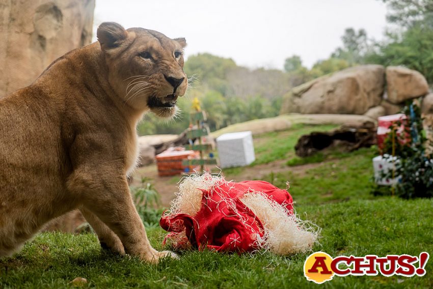 Papá Noel entrega los regalos a los animales de Bioparc Valencia