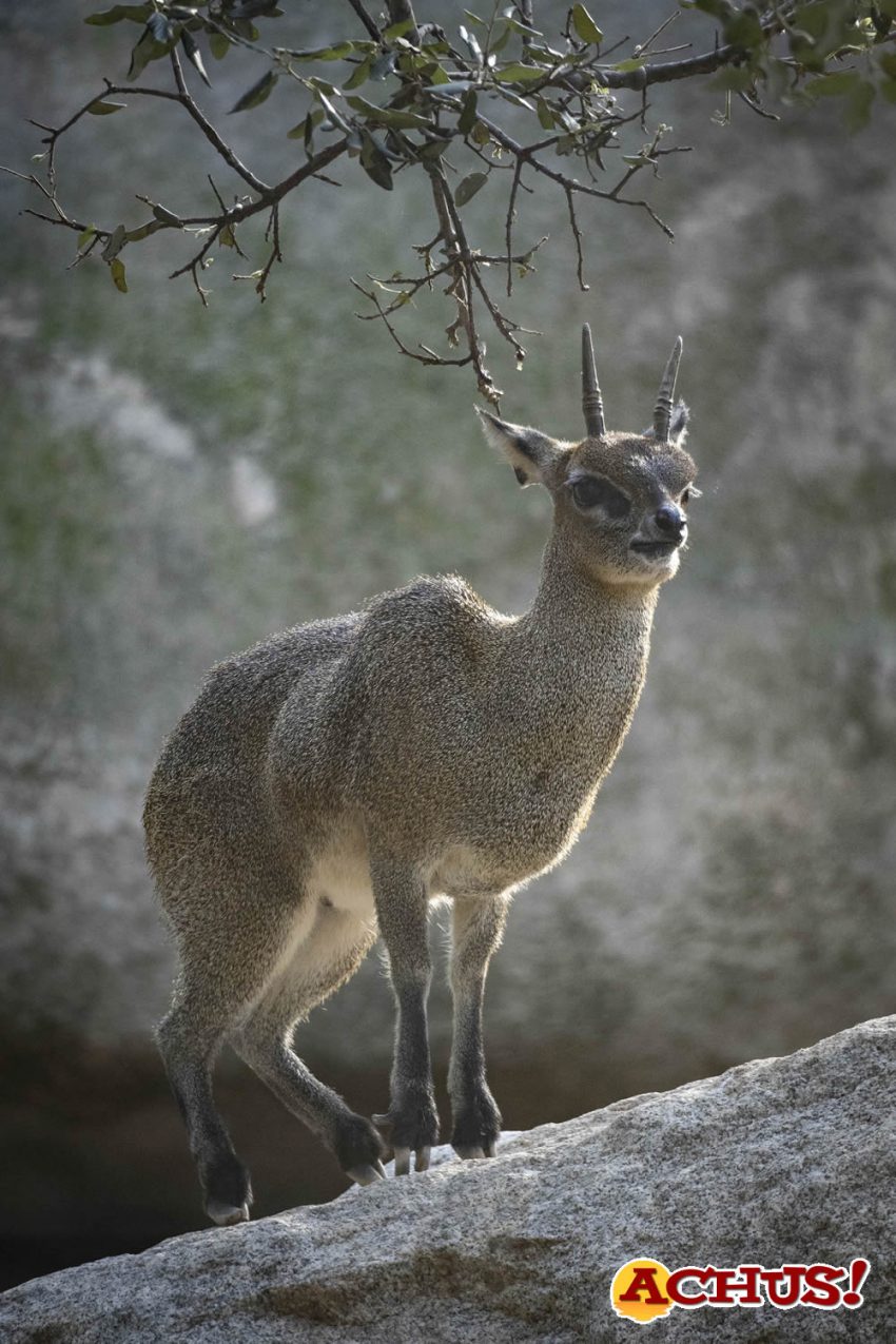 Bioparc Valencia celebra el 25 aniversario de Calypso, el único saltarrocas que puede verse en Europa