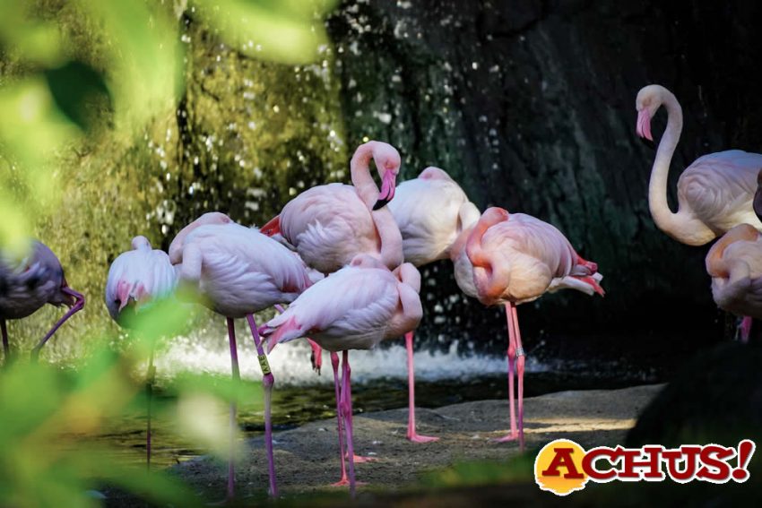 Bioparc Valencia se une a la celebración del  Día Mundial de la Educación Ambiental