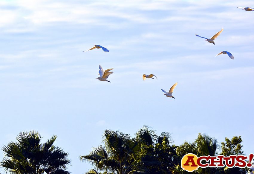 Decenas de aves silvestres recalan en Terra Natura Benidorm en busca de alimento o refugio para criar.
