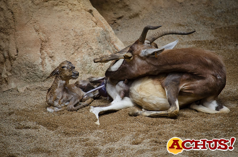 Bioparc Valencia un 2021 de bienestar animal y compromiso con la conservación