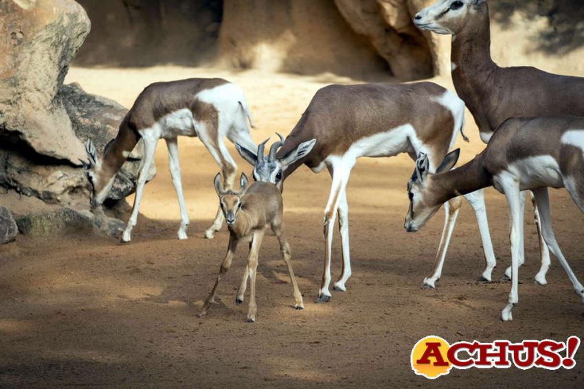 Bioparc invita a decidir el nombre de la primera gacela Mhorr, una especie extinta en su hábitat