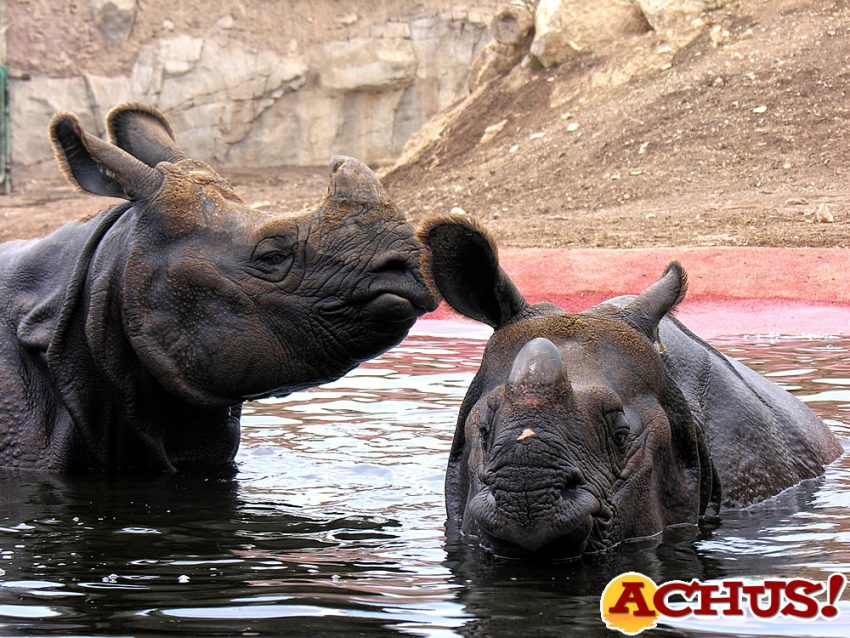 La rinoceronta Nisha de Terra Natura Benidorm busca pareja en Europa