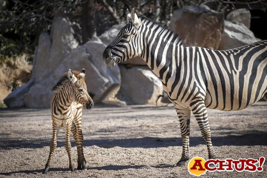 Bioparc Valencia sigue de enhorabuena en su aniversario con el nacimiento de la primera cebra