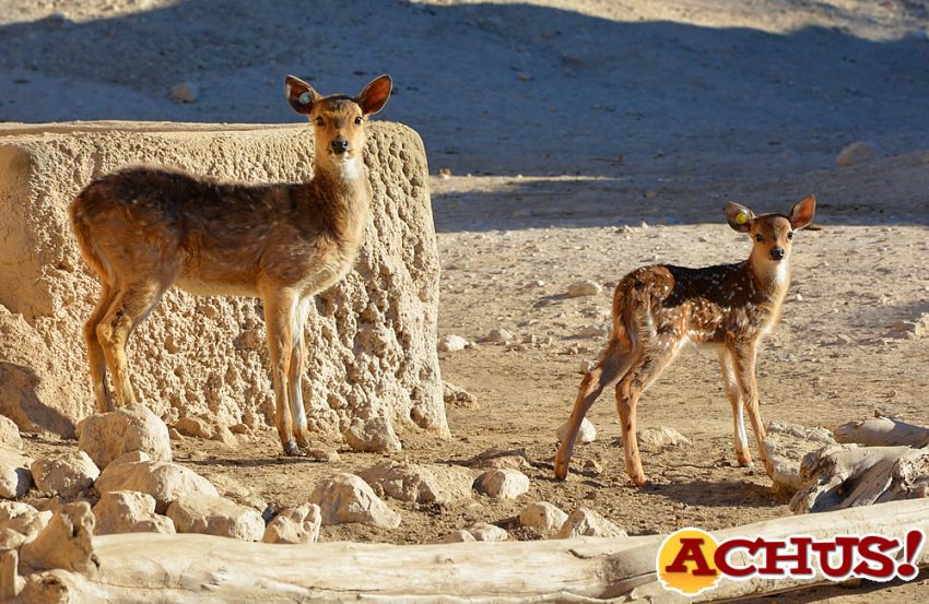 Nacen tres chitales en Terra Natura Benidorm