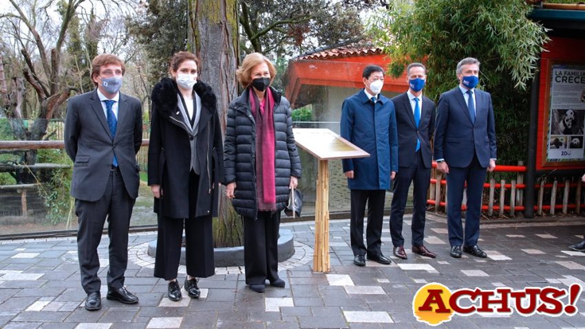 S.M. la Reina Doña Sofía preside el acto de 50 aniversario del Zoo de Madrid con la presentación de los gemelos de panda gigante