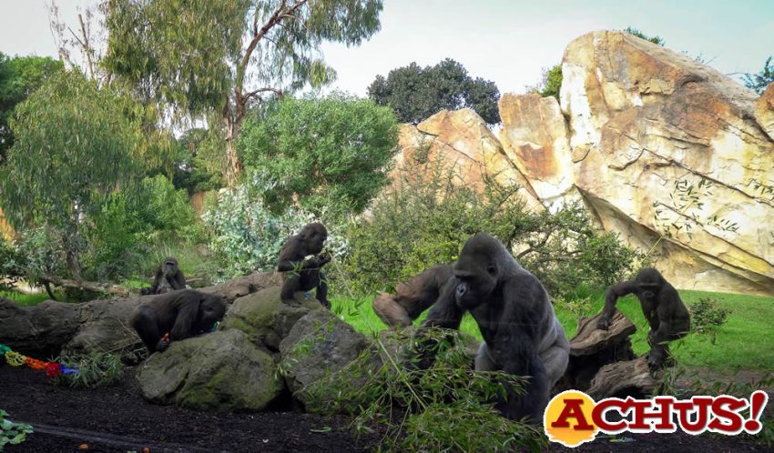 Bioparc Valencia celebra el 4º cumpleaños del gorila Pepe