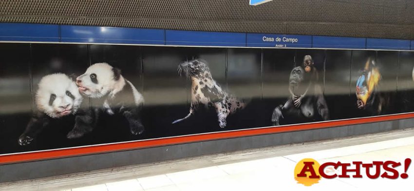 Metro y Zoo de Madrid inauguran dos grandes murales de especies amenazadas en la estación de Casa de Campo