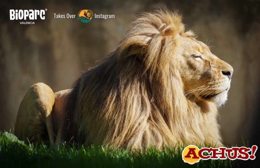 Símbolo de resiliencia, el “espalda plateada” de Bioparc, Mambie, cumple 31 años