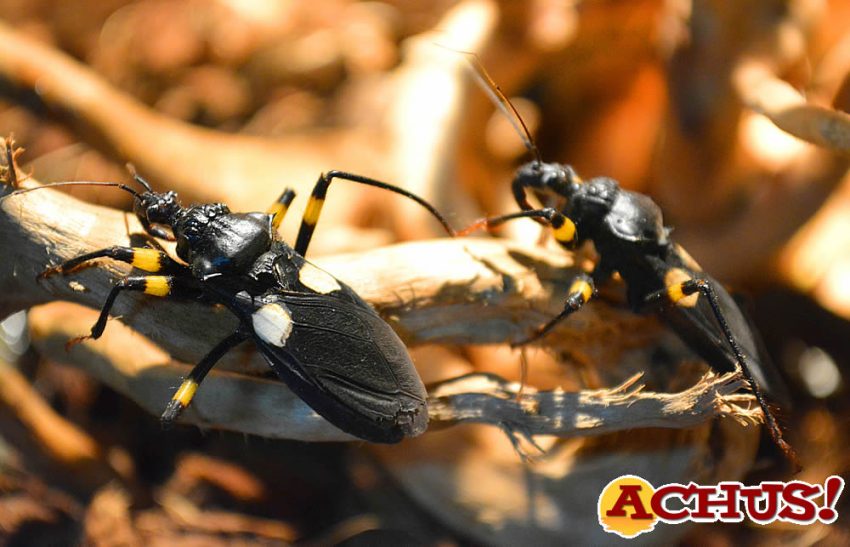 La exposición de criaturas venenosas de Terra Natura Benidorm incorpora a un grupo de chinches asesinos