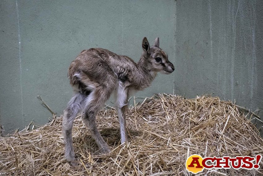 Los cuidadores de Bioparc Valencia salvan a la cría de una gacela dentro del programa internacional para su conservación