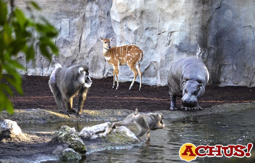 Muere Rafiki el majestuoso macho de dril de Bioparc Valencia