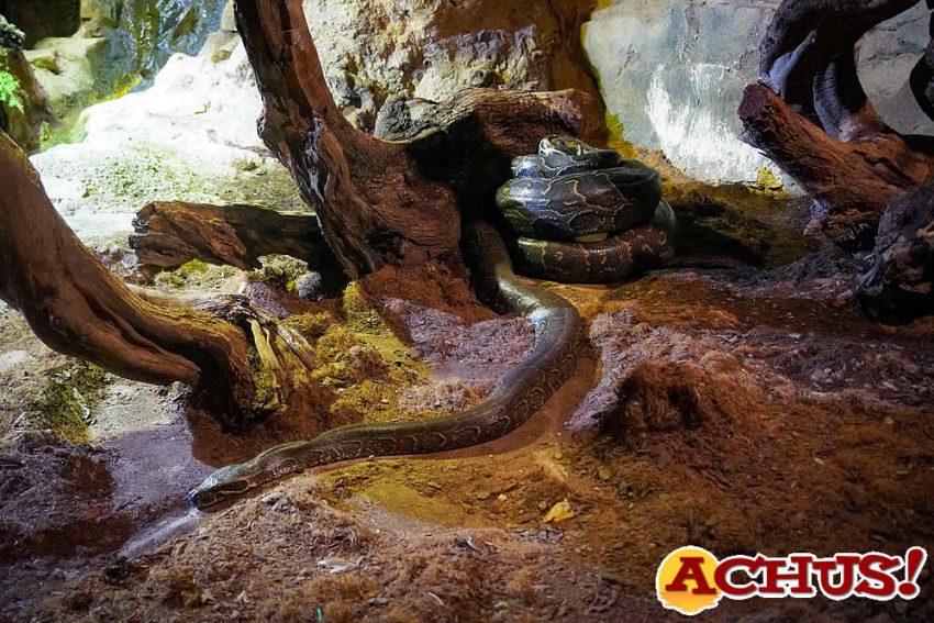 La serpiente más grande de África sorprende a los visitantes de Bioparc Valencia al ponerse de “parto”