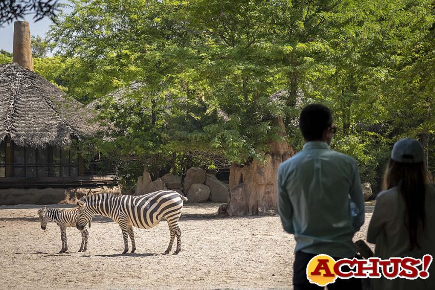 Se cumple la tradición en Bioparc Valencia y la superluna trae el nacimiento de una nueva cebra que ya está a la vista del público