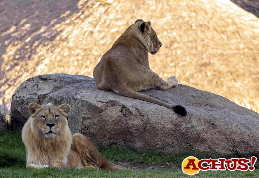 Muere Sortuda, la leona matriarca de Bioparc Valencia