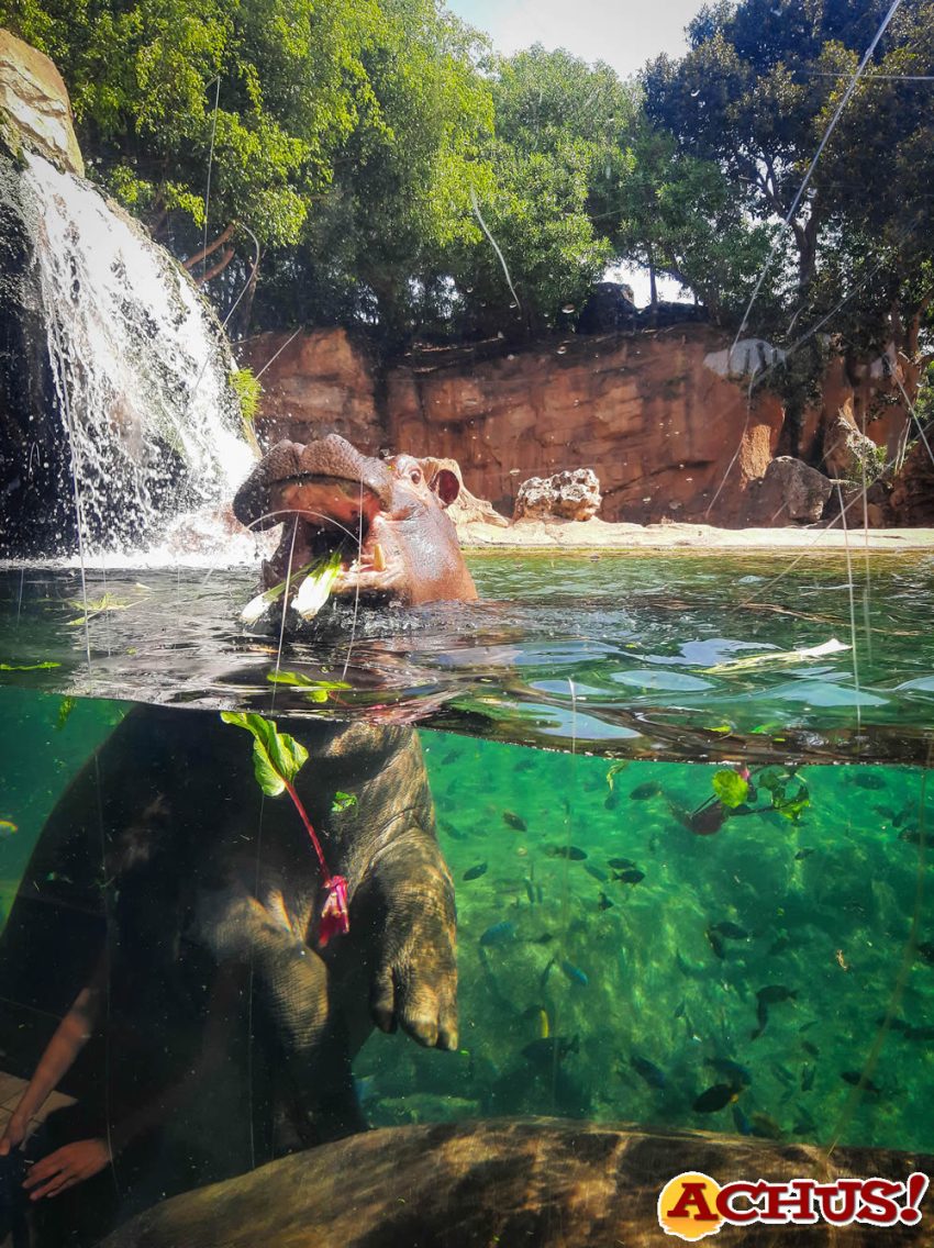 Bioparc Valencia celebra una fiesta “subacuática” por el 2º cumpleaños del hipopótamo Gori