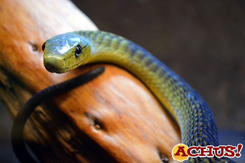 Terra Natura Benidorm acoge tres serpientes venenosas procedentes de una incautación 