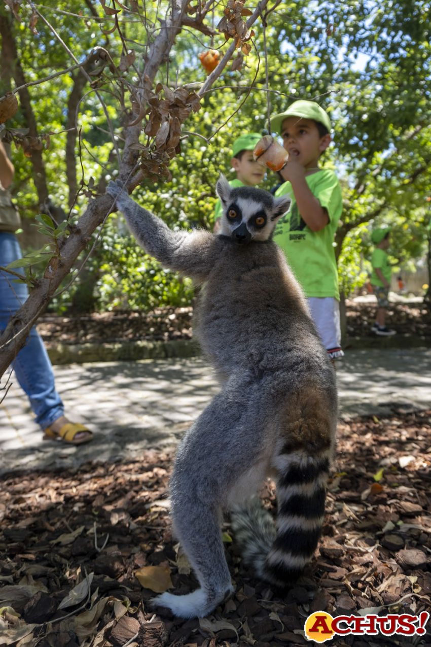 Comienza la escuela de vacaciones “Expedición África” de Bioparc Valencia