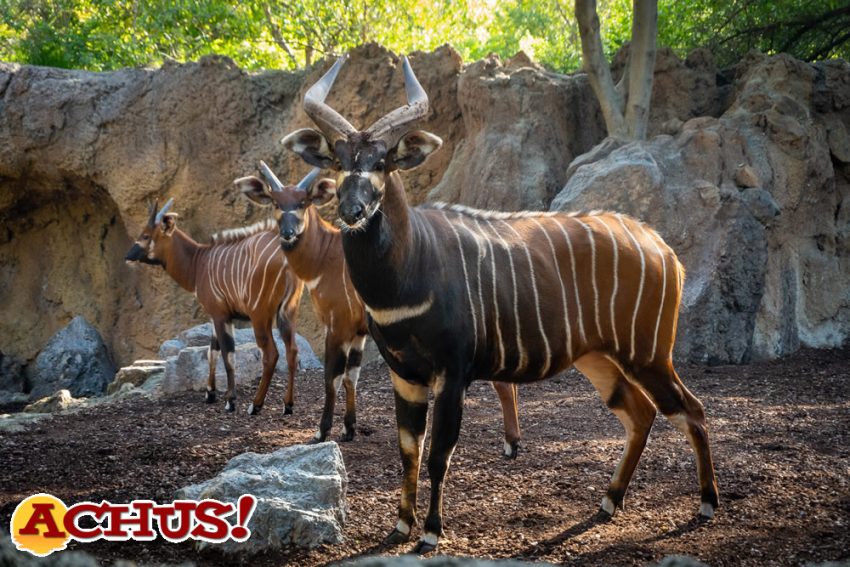 Bioparc Valencia recibe un grupo de bongo oriental, una especie en peligro crítico de extinción