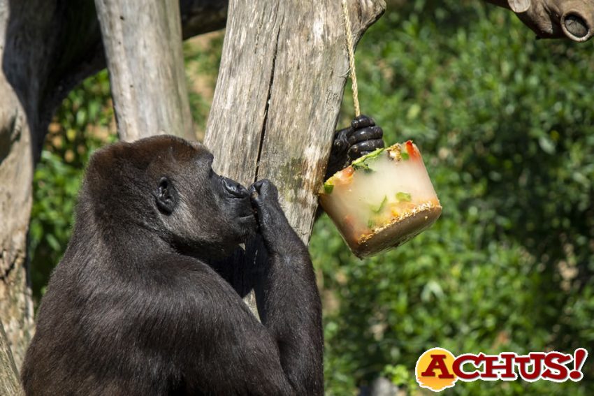 Helados y medidas extraordinarias para el bienestar de los animales de Bioparc Valencia en esta ola de calor