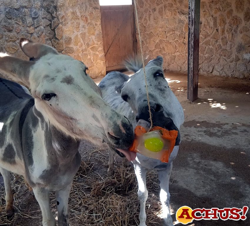 Así se refrescan las cabras y burros en Terra Natura Benidorm